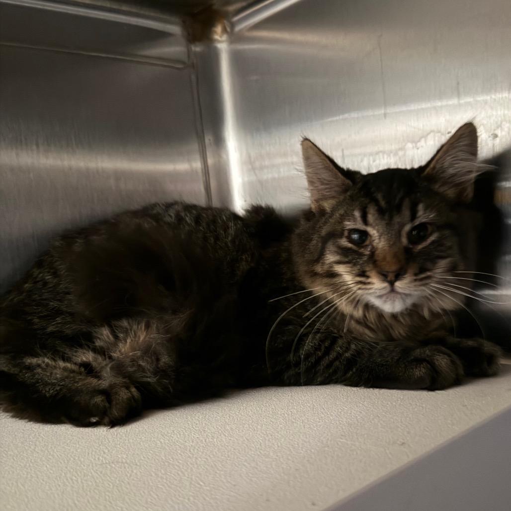 Enlarge Snickers, a Adoptable Domestic Medium Hair in Cedaredge, CO image 3/5