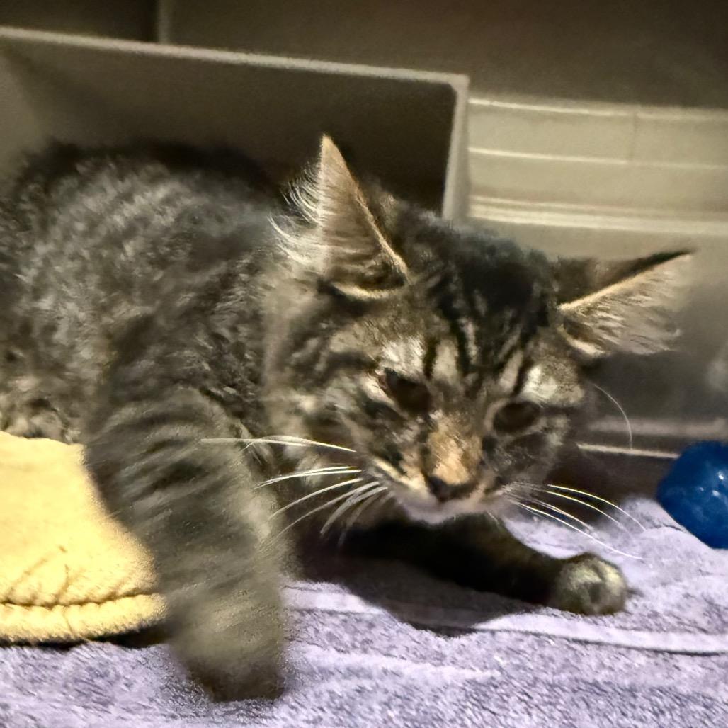 Enlarge Snickers, a Adoptable Domestic Medium Hair in Cedaredge, CO image 4/5