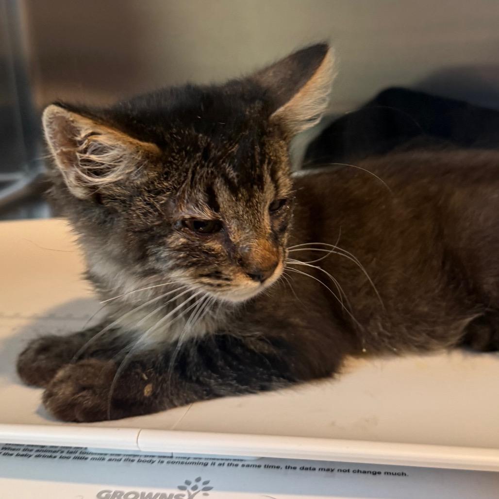 Enlarge Snickers, a Adoptable Domestic Medium Hair in Cedaredge, CO image 5/5