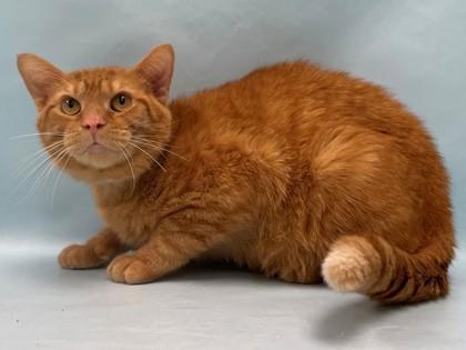 Enlarge Kevin, a Adoptable mixed breed in Coon Rapids, MN image 1/1