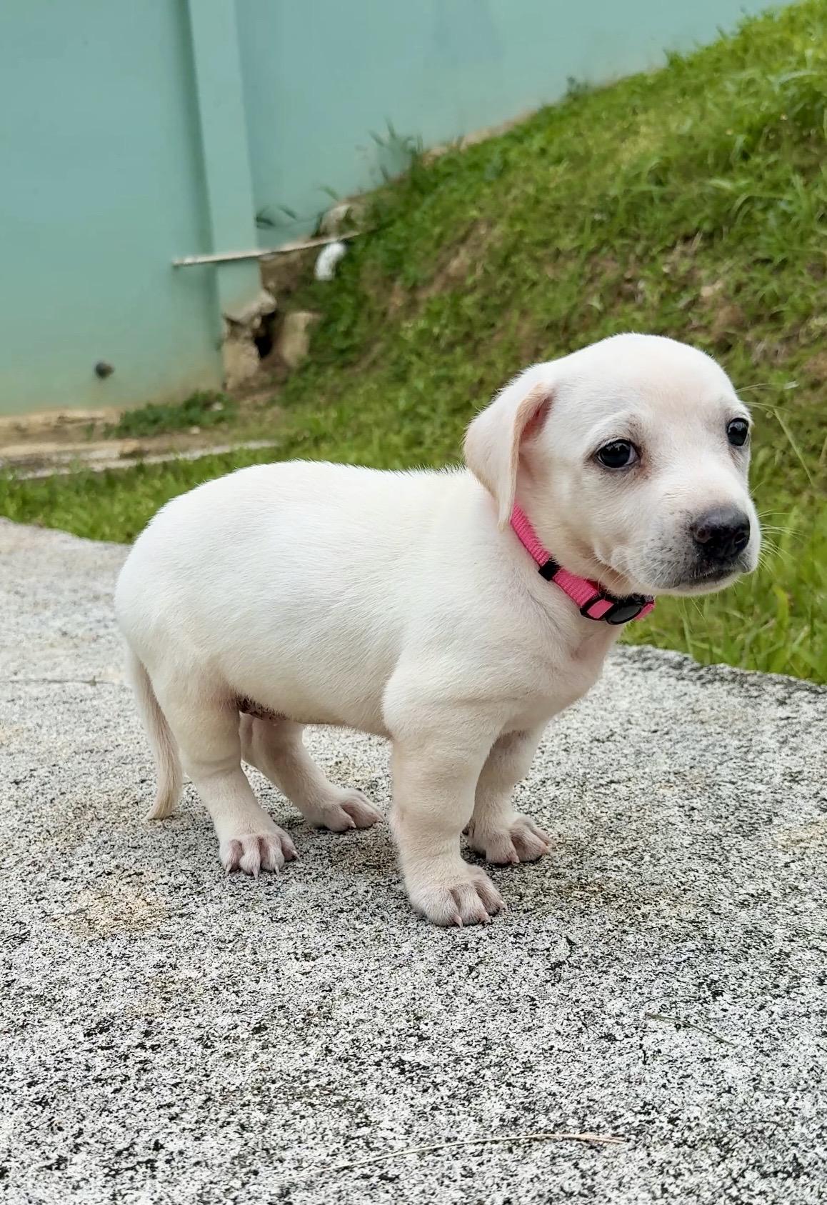 Enlarge Autumn - small, sweet, Sweet Low-Rider Girl *LOW FEE*, a Adoptable mixed breed in Brooklyn , NY image 6/6