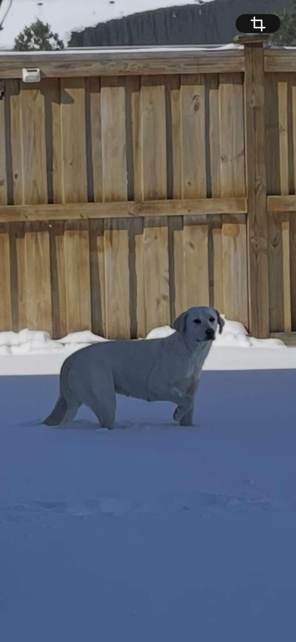 Lanie, Adopted, Young Female Labrador Retriever.