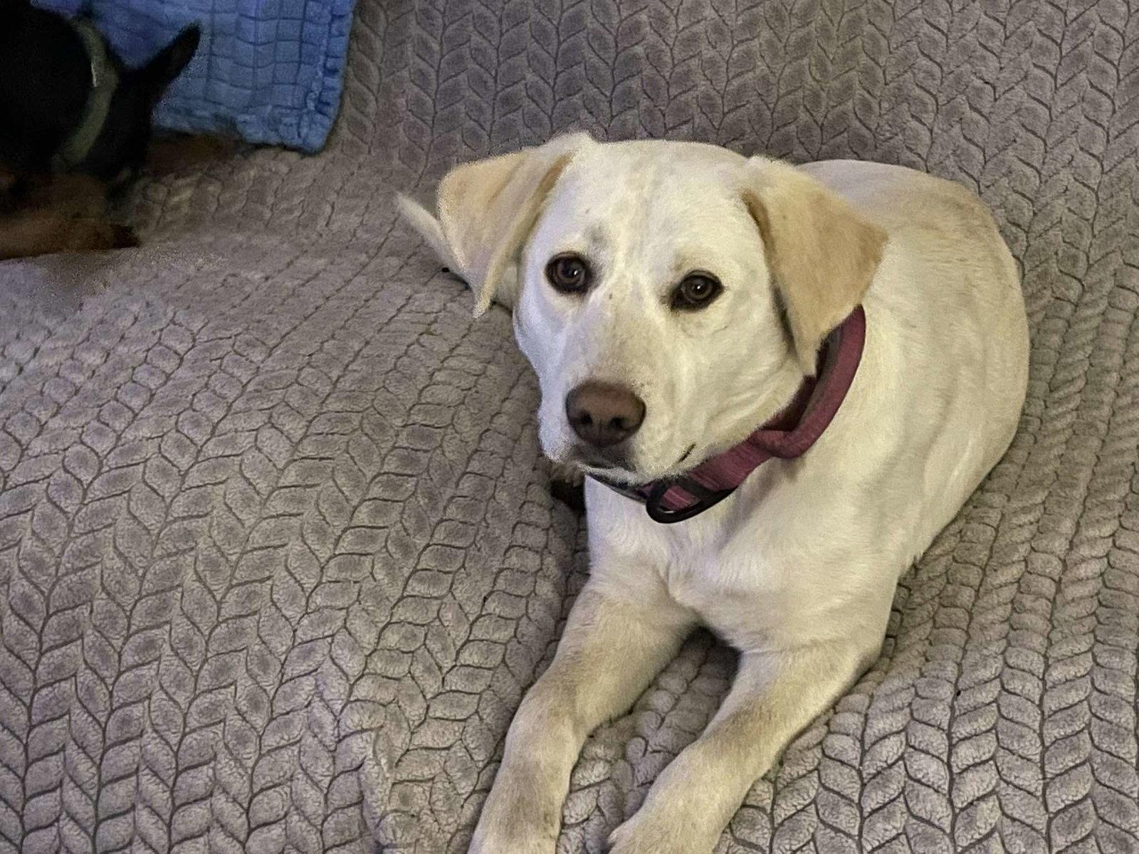 Enlarge Lanie, a Adopted Labrador Retriever in Hillsborough , NC image 2/3