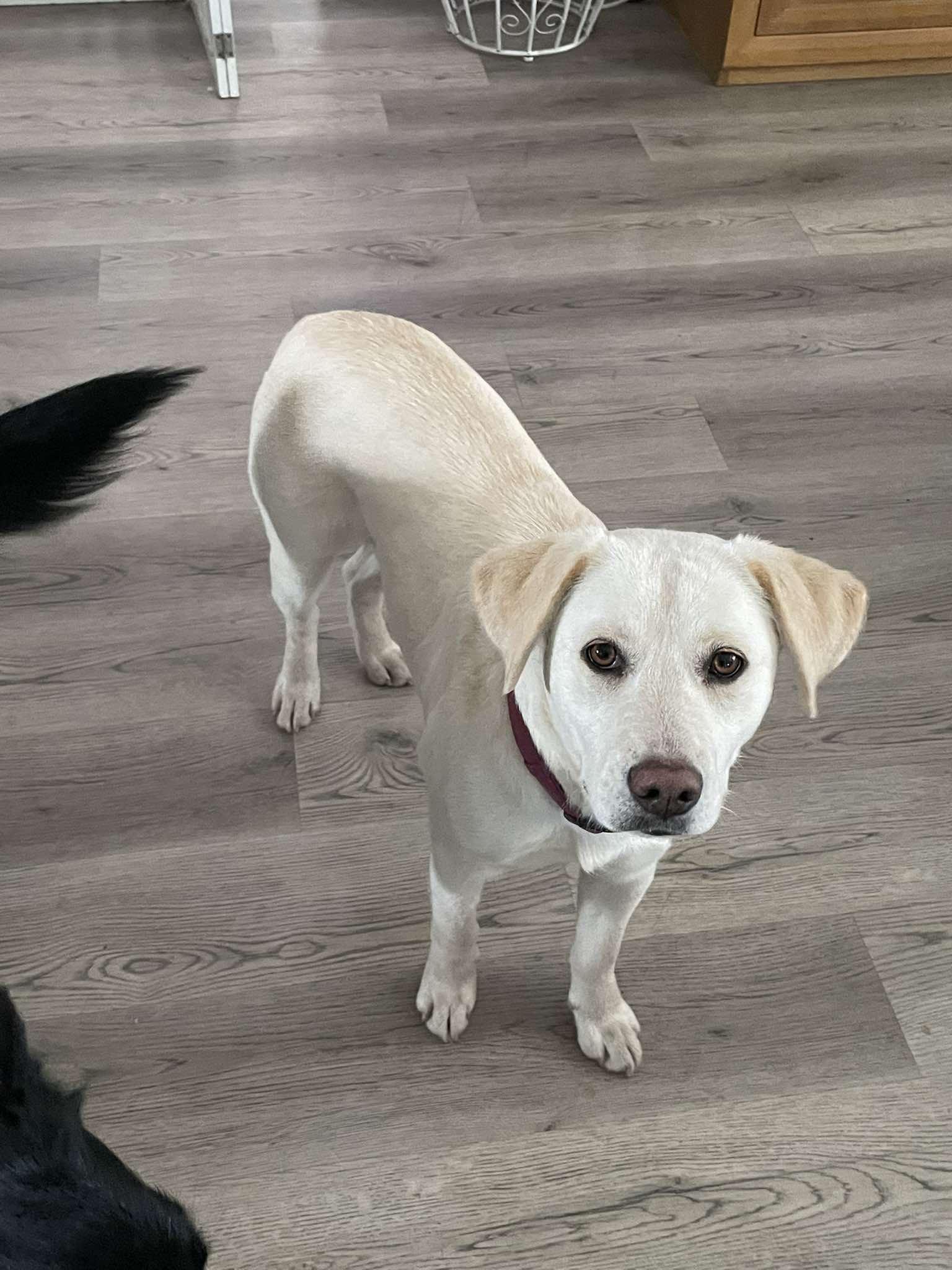Enlarge Lanie, a Adopted Labrador Retriever in Hillsborough , NC image 3/3