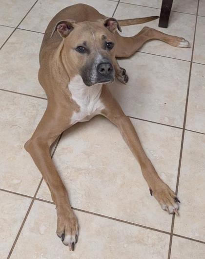 Hercules, Adoptable, Adult Male Mixed Breed & Mixed Breed.