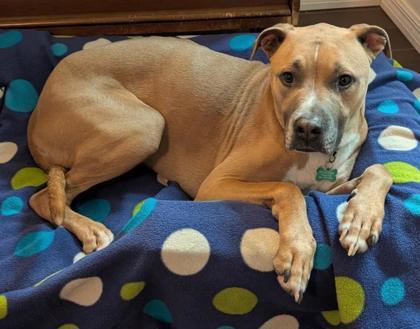 Hercules, a Adoptable mixed breed in Sanford, FL image 2/3