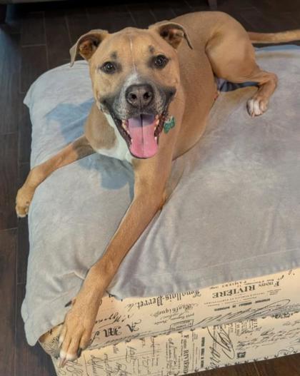 Hercules, a Adoptable mixed breed in Sanford, FL image 3/3