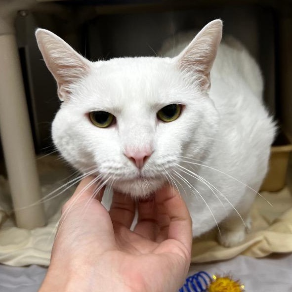 Enlarge Cottonball, a ADOPTABLE Domestic Short Hair in Culpeper, VA image 1/1