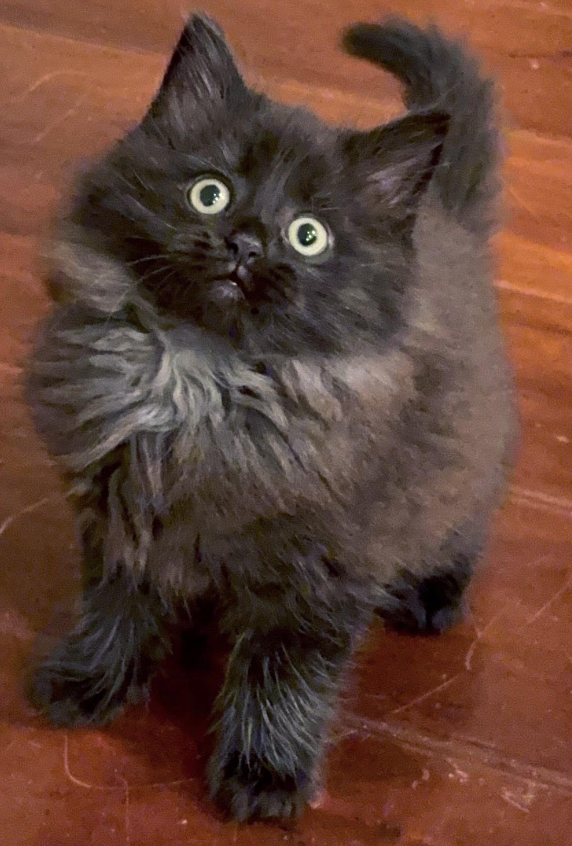 Max, ADOPTABLE, Kitten Male Domestic Long Hair.