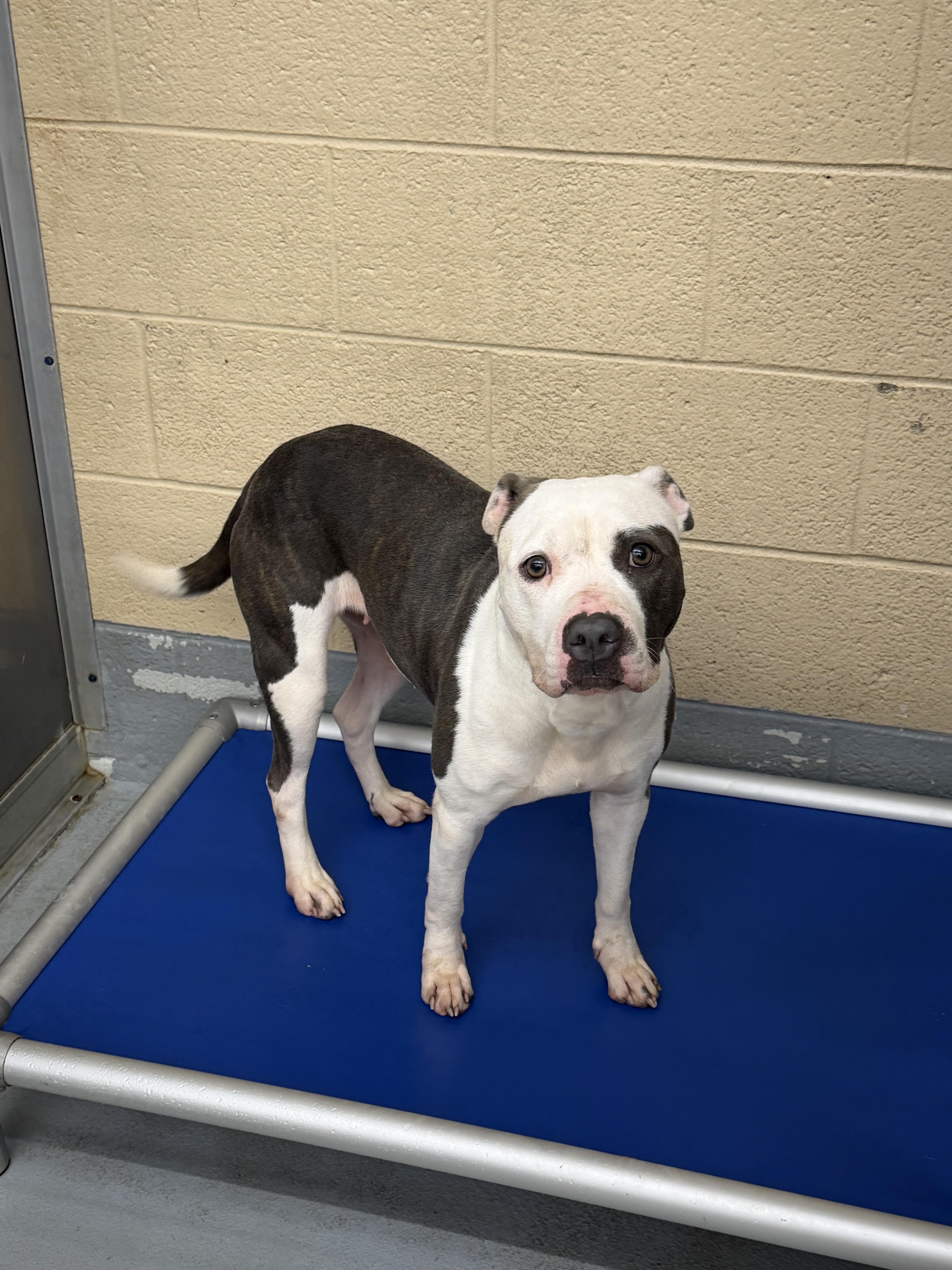 Enlarge Maybell, a Adoptable mixed breed in Germantown, TN image 2/2