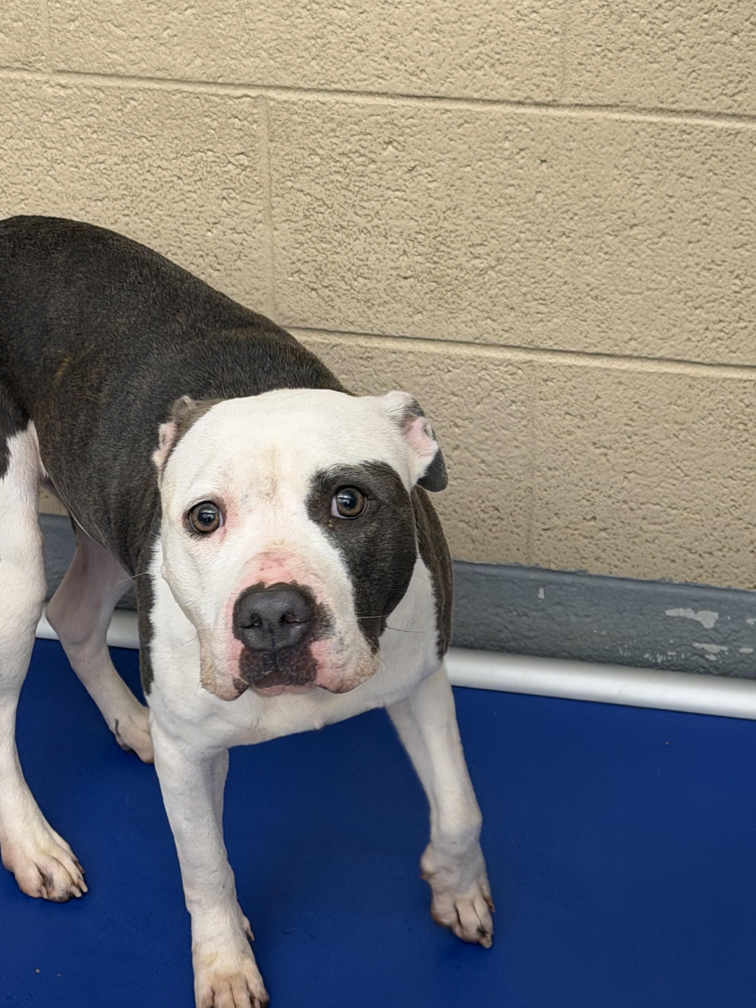 Enlarge Maybell, a Adoptable mixed breed in Germantown, TN image 1/2