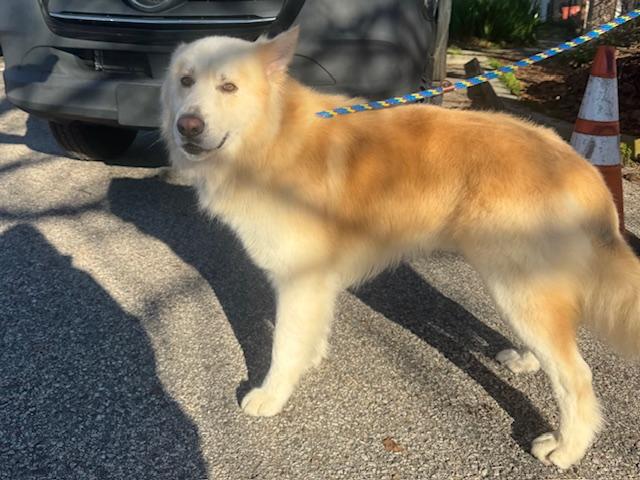 CADBURY*, Adoptable, Young Male German Shepherd Dog & Siberian Husky.