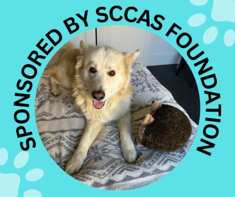 CADBURY*, Adoptable, Young Male German Shepherd Dog & Siberian Husky.