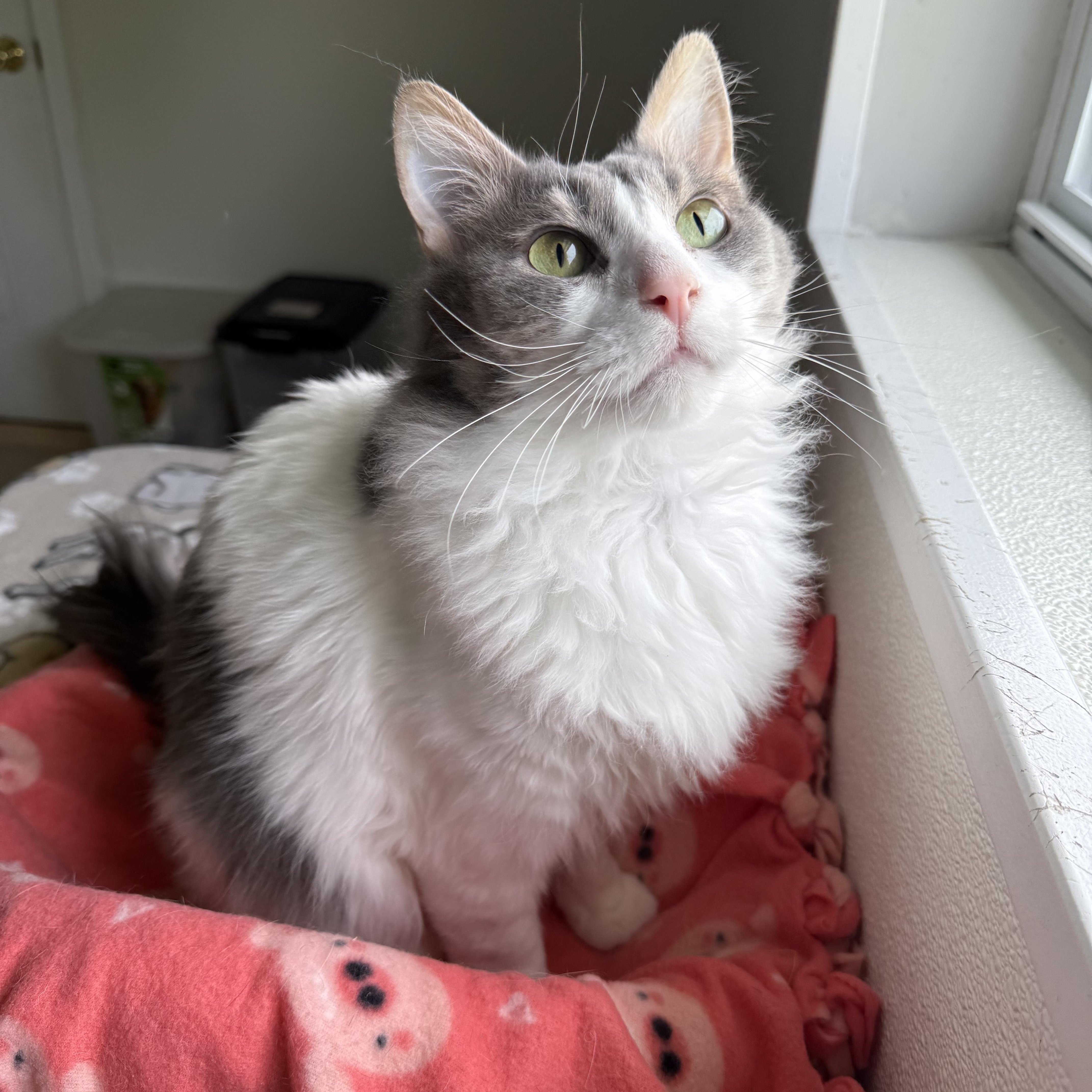 Gus, a Adoptable Domestic Long Hair in Lincoln, IL image 1/3