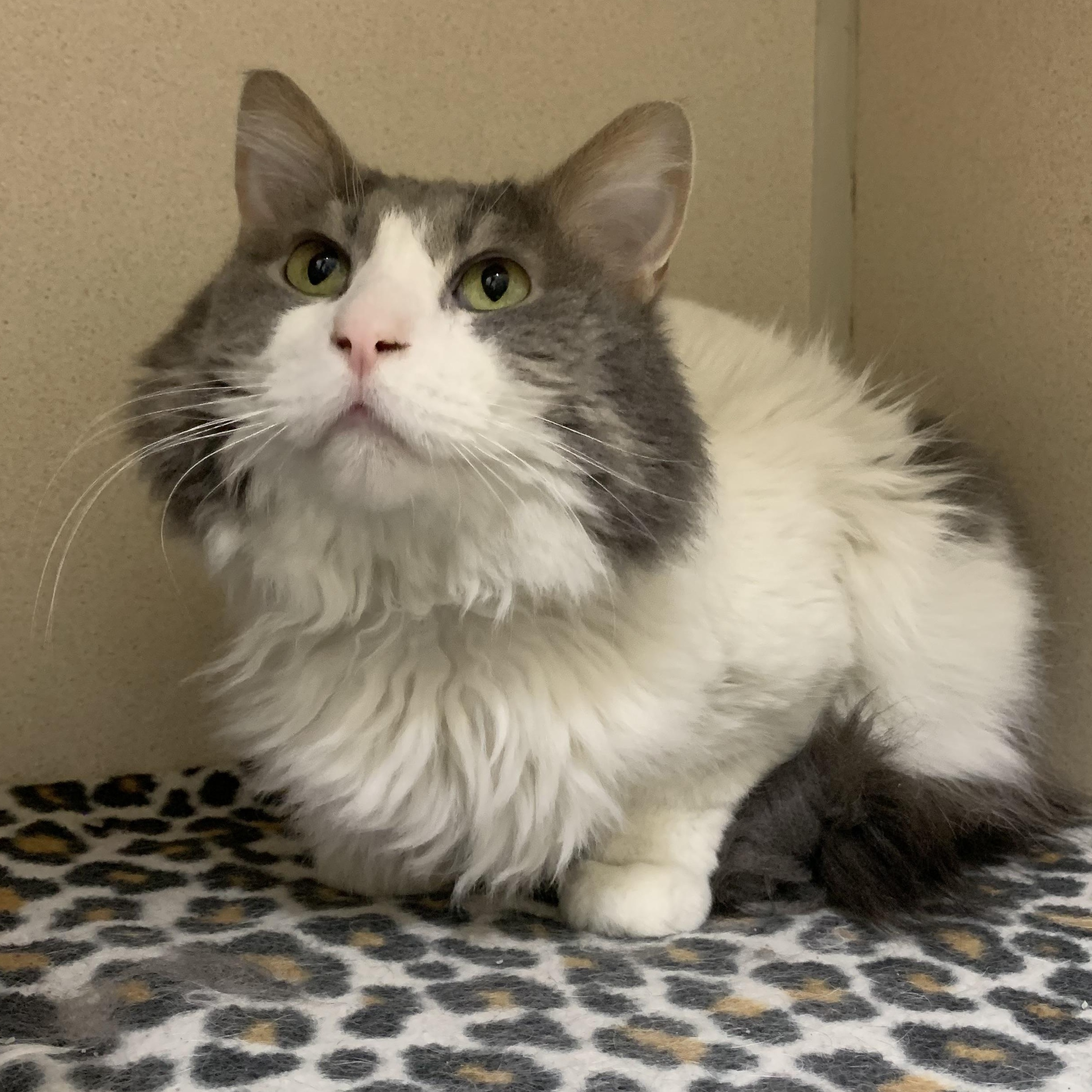Gus, a Adoptable Domestic Long Hair in Lincoln, IL image 3/3