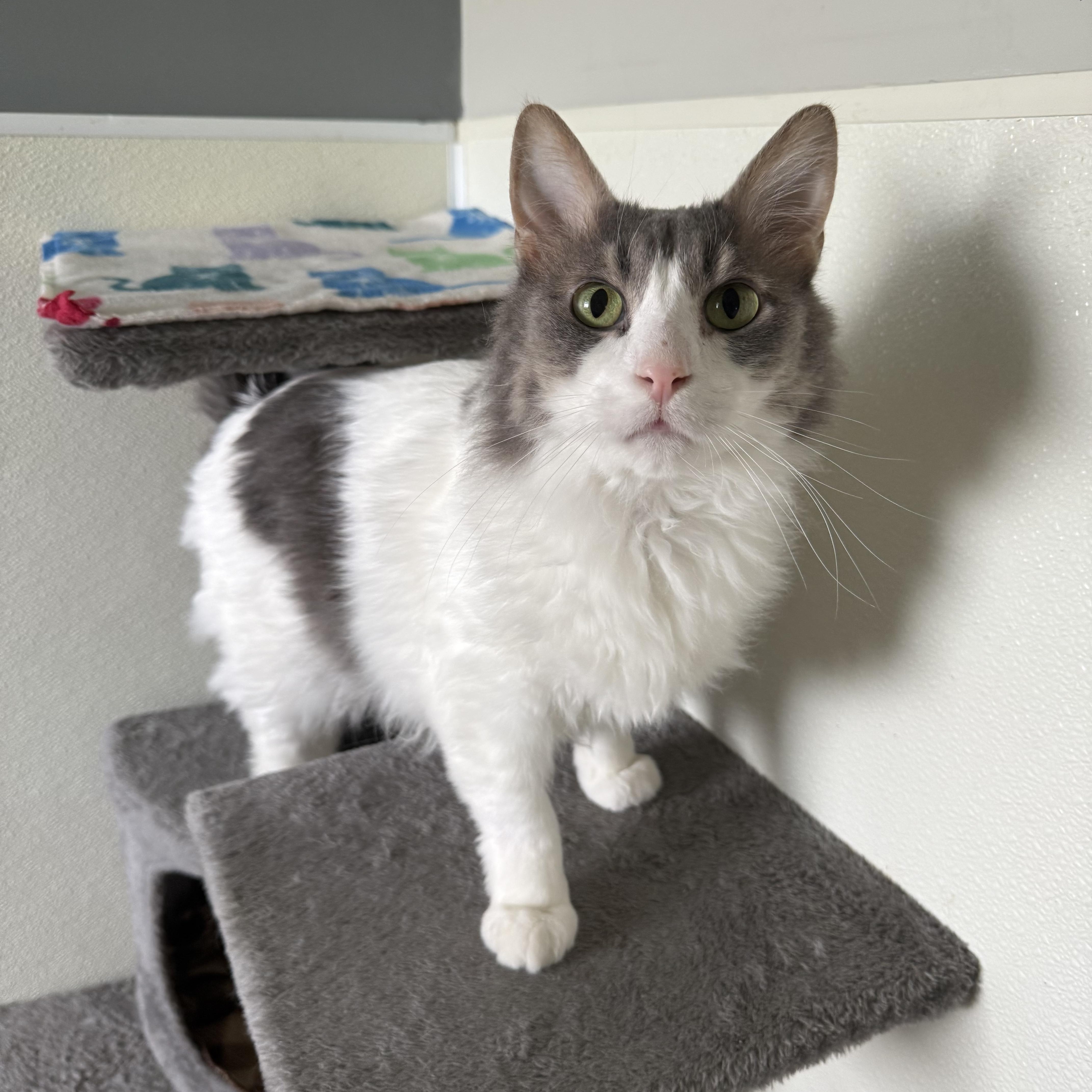 Gus, a Adoptable Domestic Long Hair in Lincoln, IL image 2/3