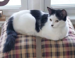 Enlarge Mamma Mia, a ADOPTABLE Domestic Medium Hair in Bucyrus, OH image 2/3