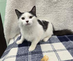 Enlarge Mamma Mia, a ADOPTABLE Domestic Medium Hair in Bucyrus, OH image 3/3