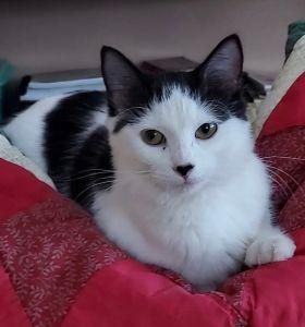 Enlarge Mamma Mia, a ADOPTABLE Domestic Medium Hair in Bucyrus, OH image 1/3