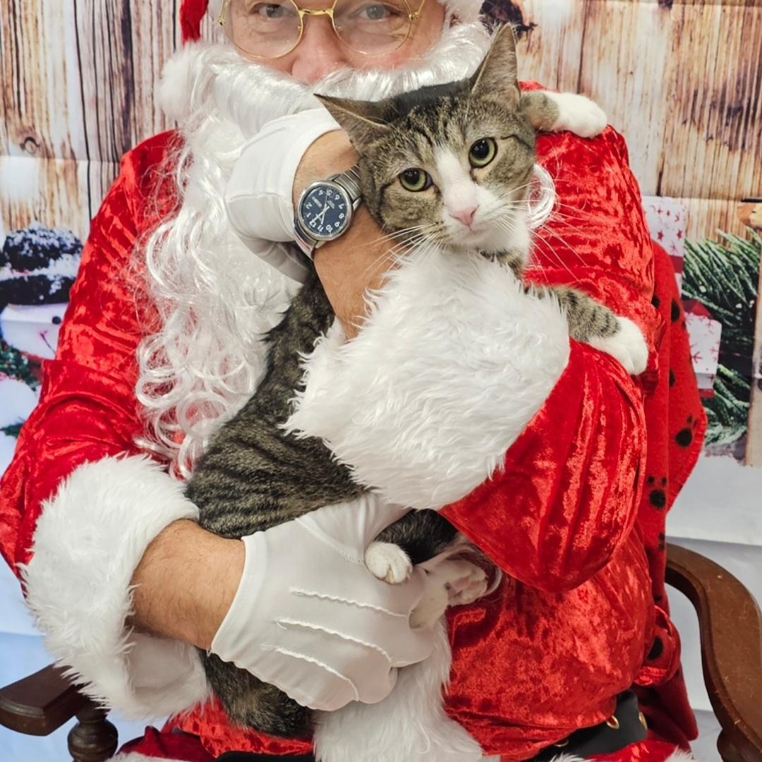 Tiger, Adoptable, Adult Male Domestic Short Hair.