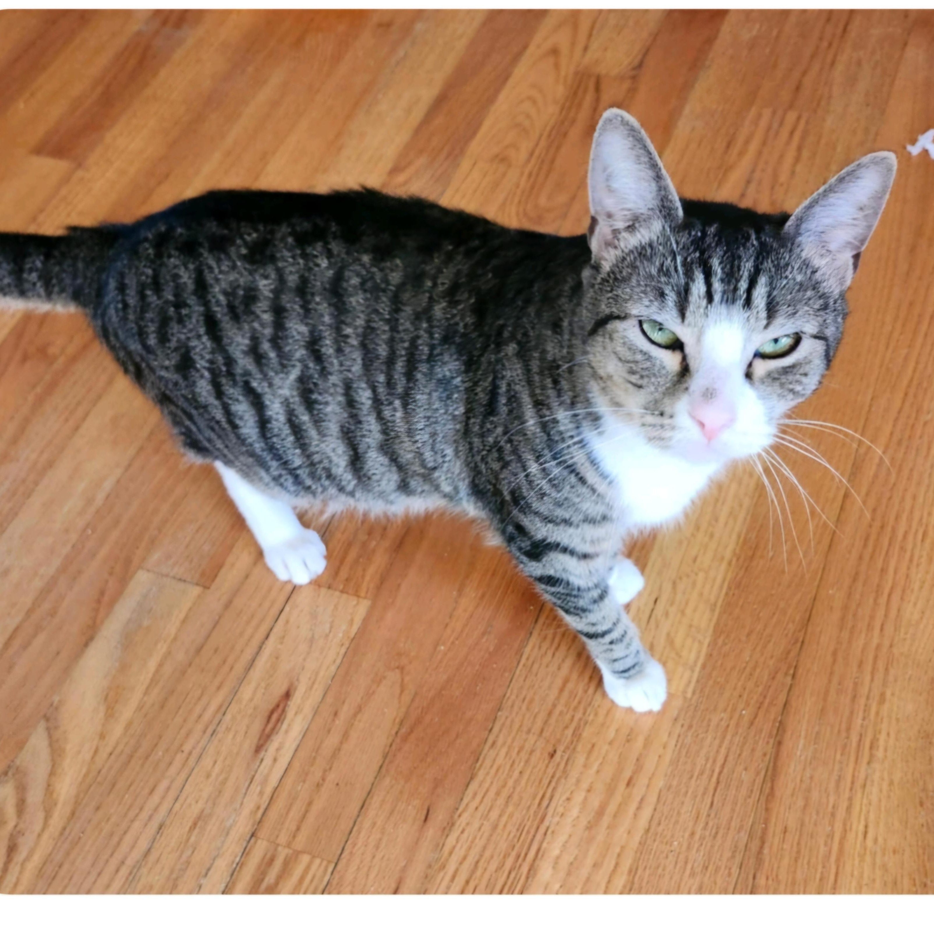 Tiger, a Adoptable Domestic Short Hair in Lumberton, NC image 2/2