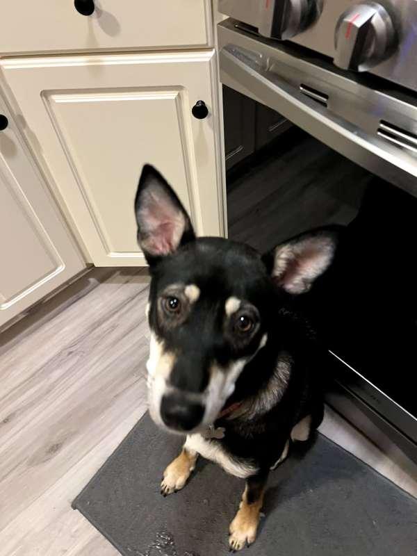 Nicki (VAN), a Adoptable mixed breed in Vancouver, BC image 2/6