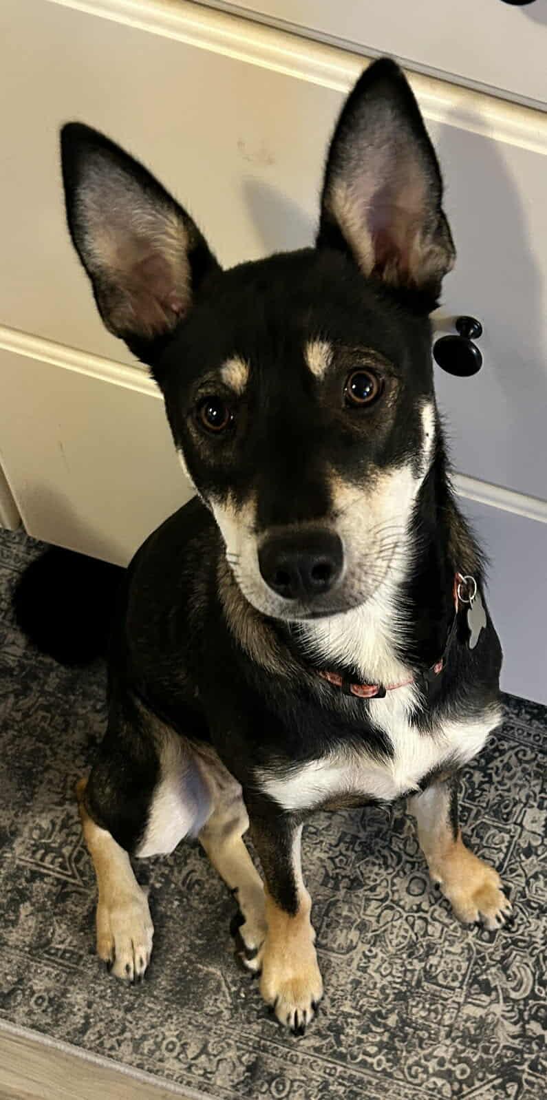 Nicki (VAN), a Adoptable mixed breed in Vancouver, BC image 3/6