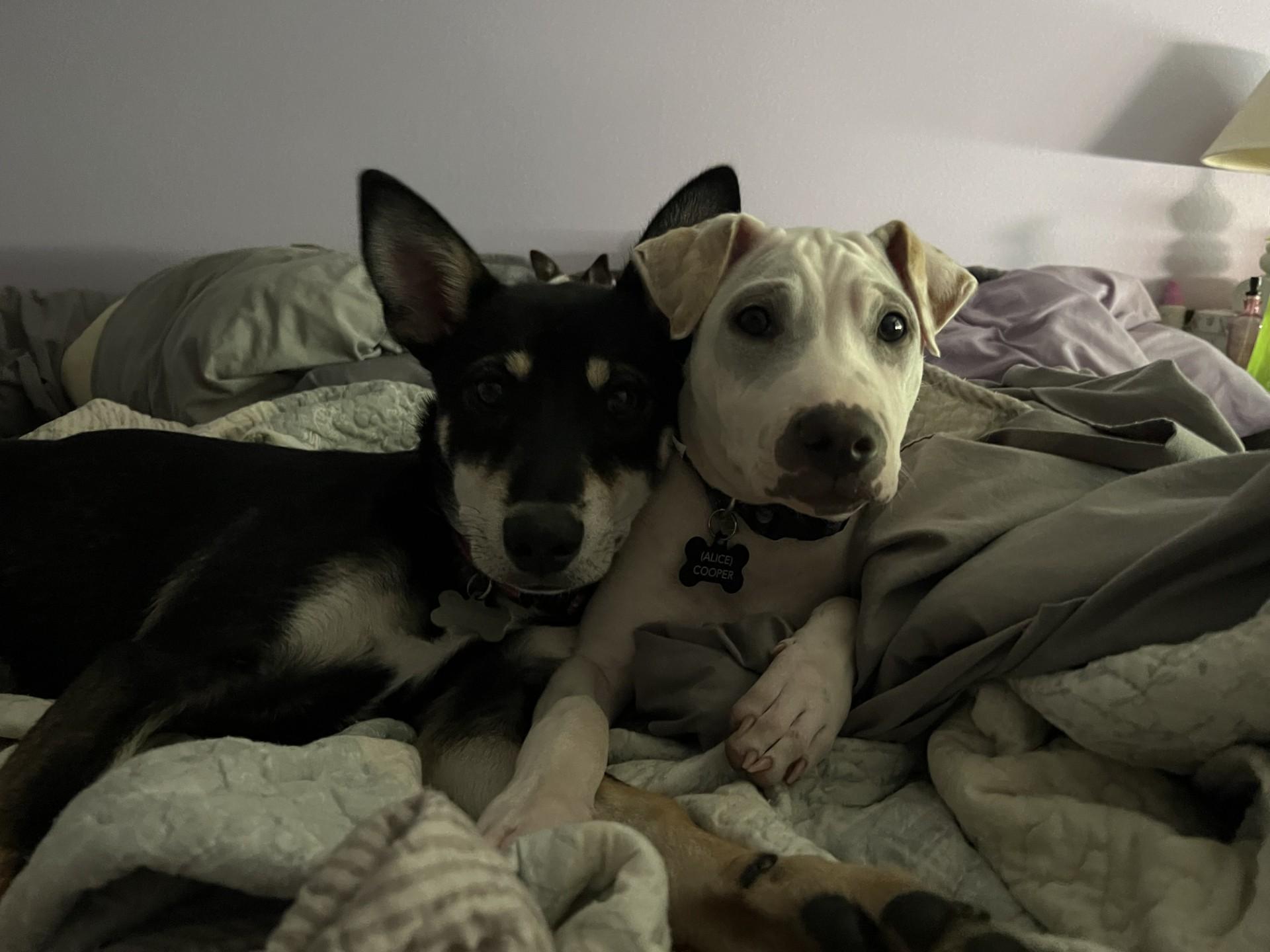 Nicki (VAN), a Adoptable mixed breed in Vancouver, BC image 4/6