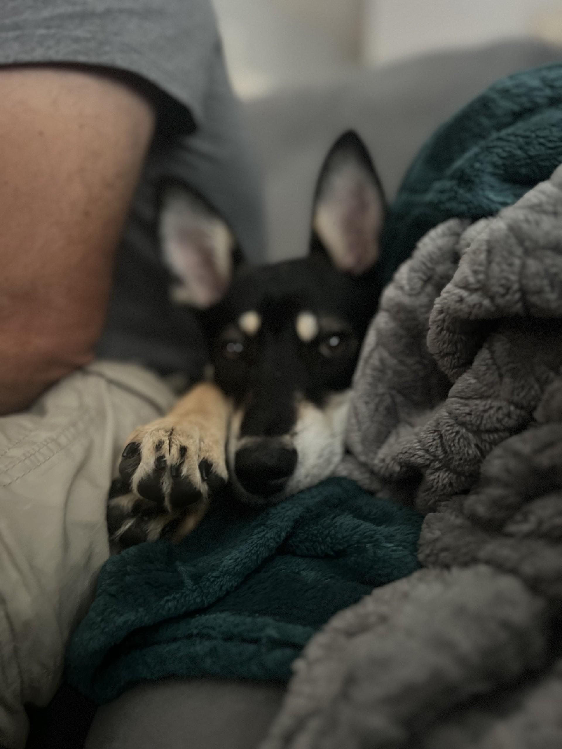 Nicki (VAN), a Adoptable mixed breed in Vancouver, BC image 5/6