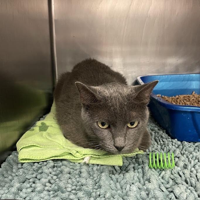 Nancy Drew, Adoptable, Adult Female Domestic Short Hair.