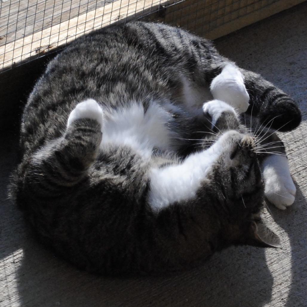 Piper, a Adoptable Domestic Short Hair in Panama City Beach, FL image 2/6