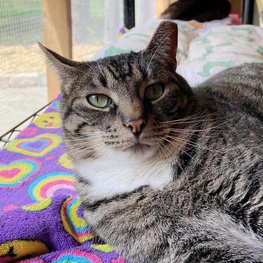 Piper, a Adoptable Domestic Short Hair in Panama City Beach, FL image 3/6