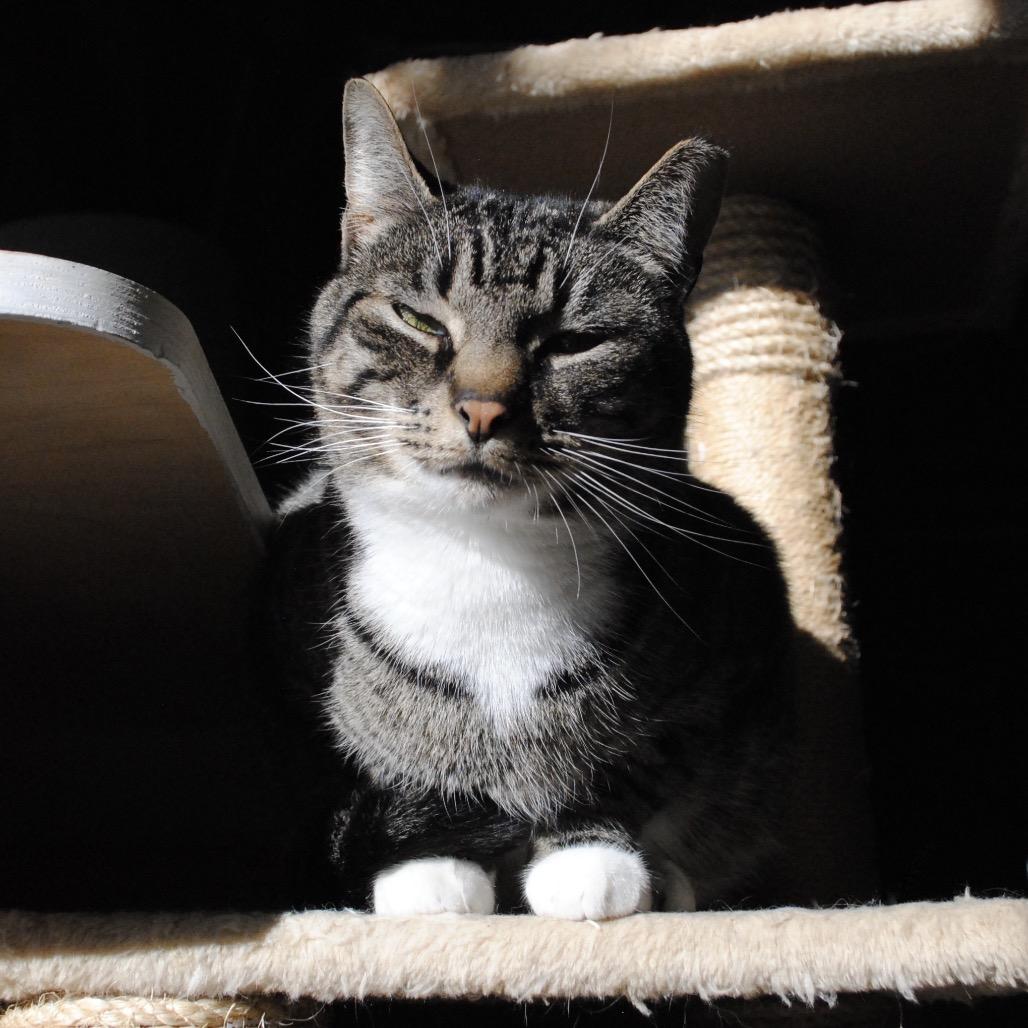 Piper, a Adoptable Domestic Short Hair in Panama City Beach, FL image 4/6