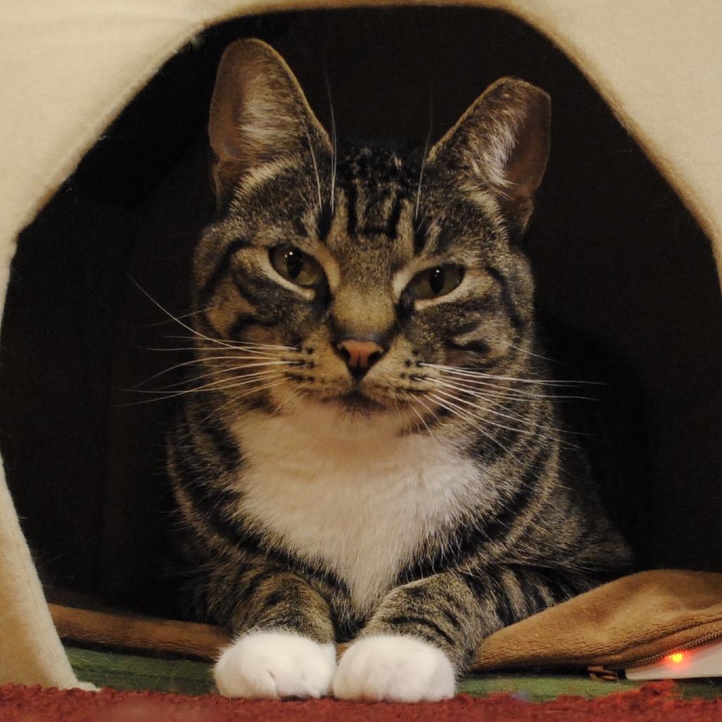 Piper, a Adoptable Domestic Short Hair in Panama City Beach, FL image 6/6