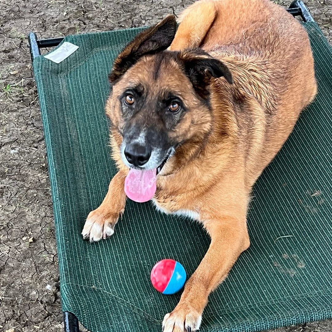 Jungle, a Adoptable Mixed Breed in Georgetown, TX image 1/6