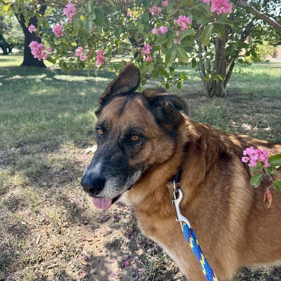Jungle, a Adoptable Mixed Breed in Georgetown, TX image 2/6