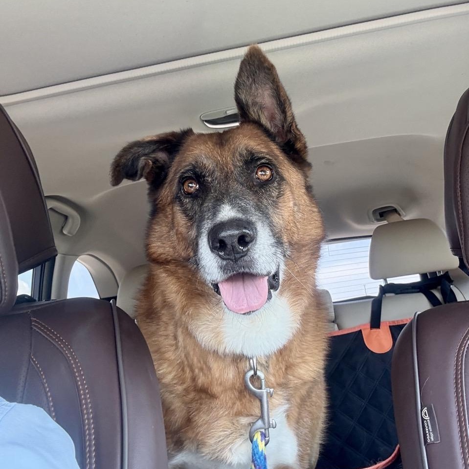 Jungle, a Adoptable Mixed Breed in Georgetown, TX image 3/6