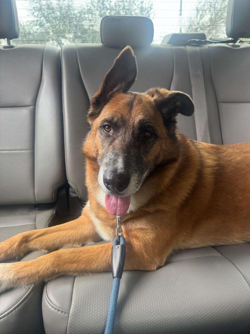 Enlarge Jungle, a Adoptable Mixed Breed in Georgetown, TX image 2/6