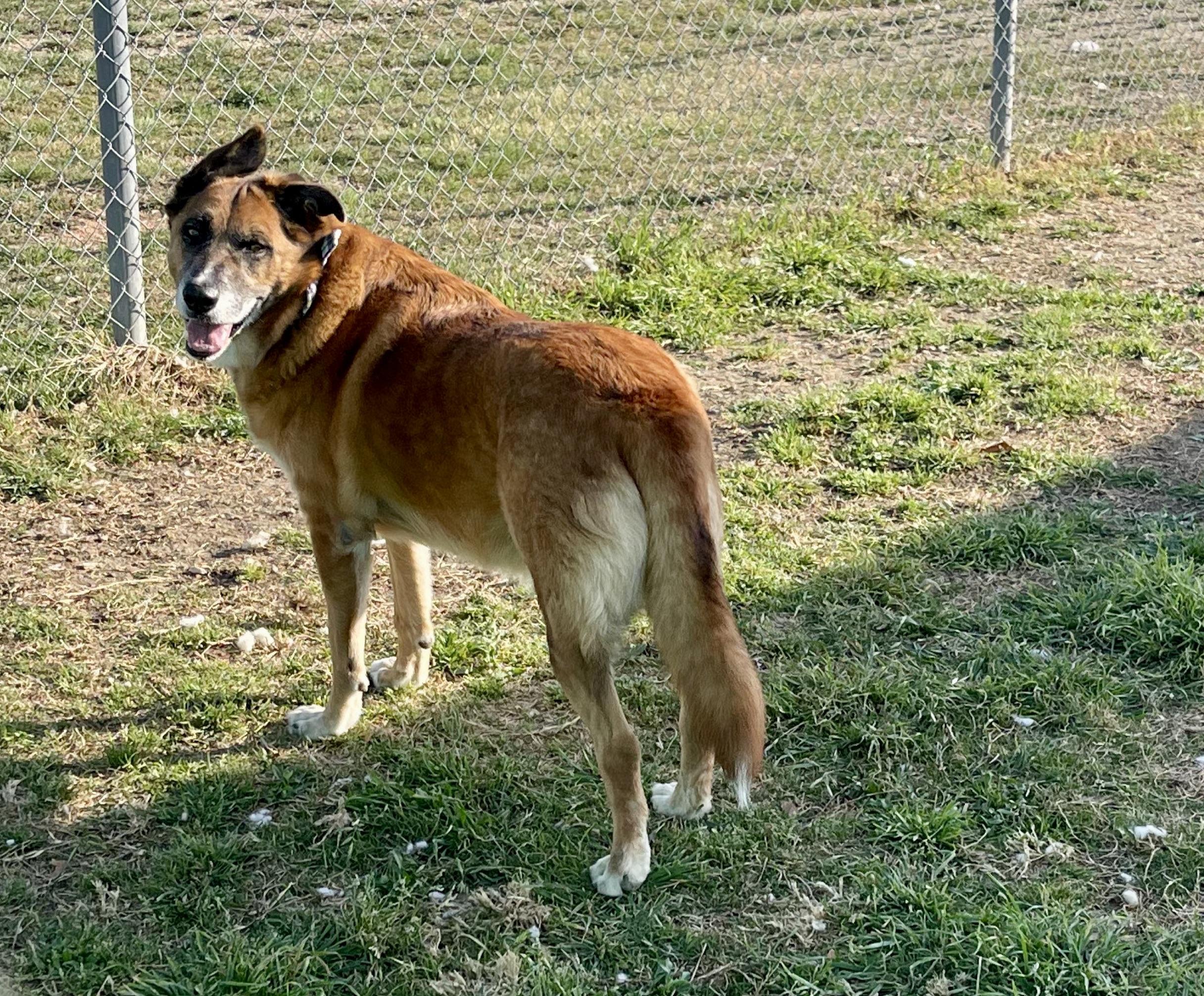 Enlarge Jungle, a Adoptable Mixed Breed in Georgetown, TX image 6/6