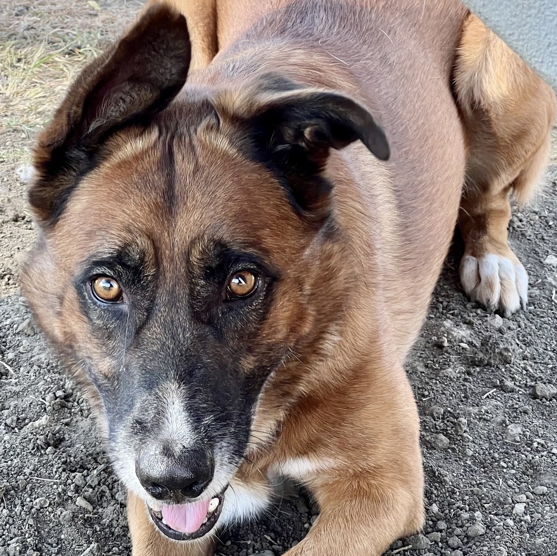 Jungle, a Adoptable Mixed Breed in Georgetown, TX image 6/6