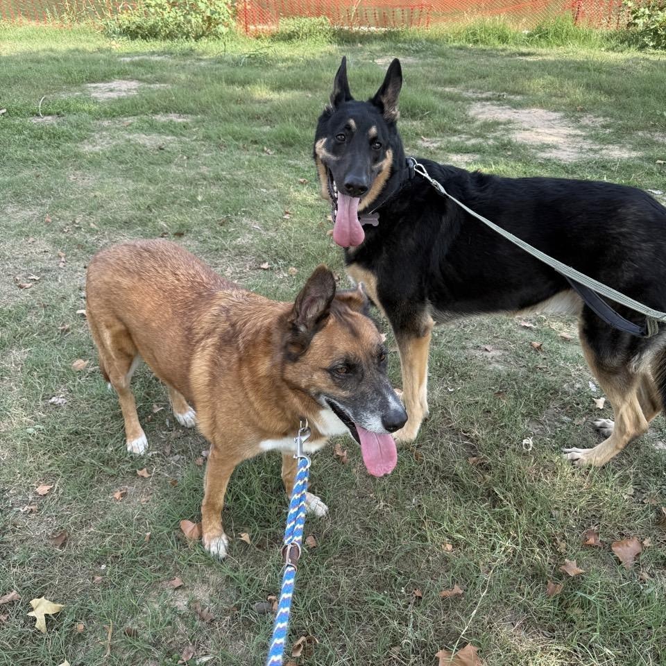 Jungle, a Adoptable Mixed Breed in Georgetown, TX image 4/6