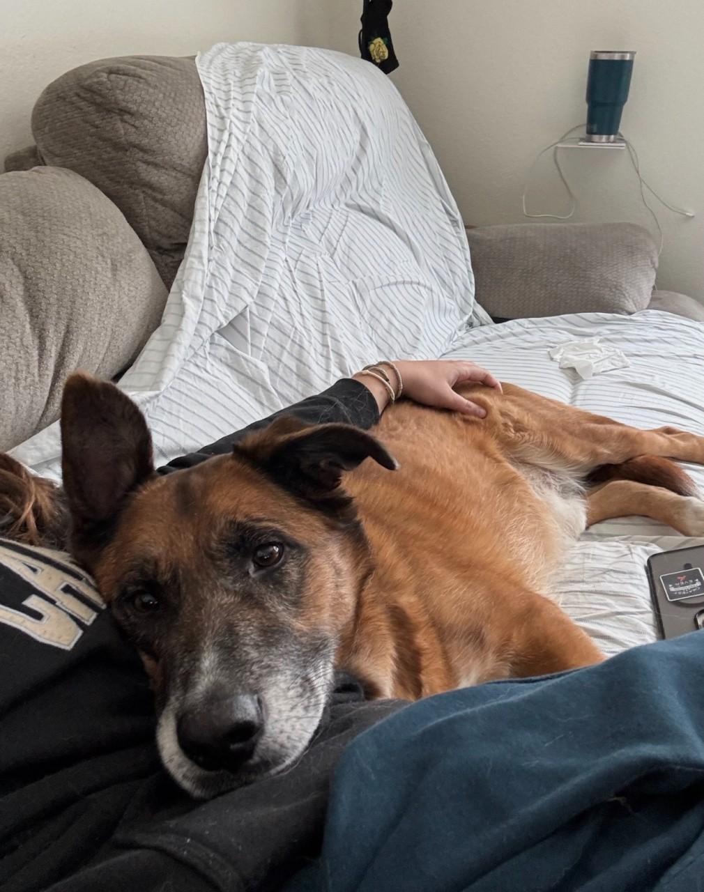 Enlarge Jungle, a Adoptable Mixed Breed in Georgetown, TX image 3/6