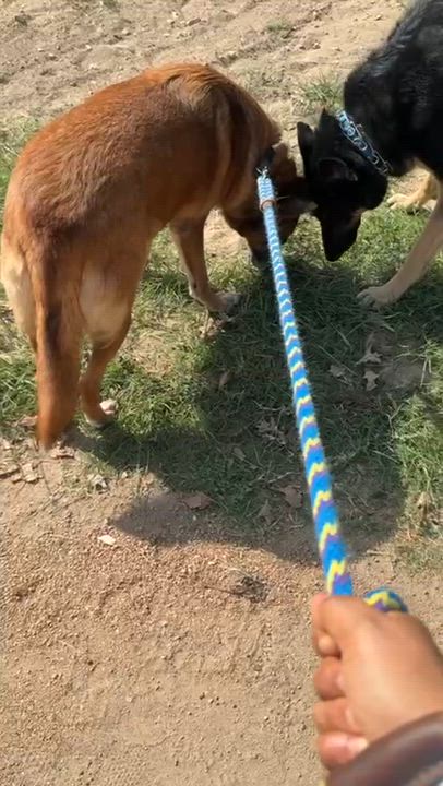 Enlarge Jungle, a Adoptable Mixed Breed in Georgetown, TX video 5/6