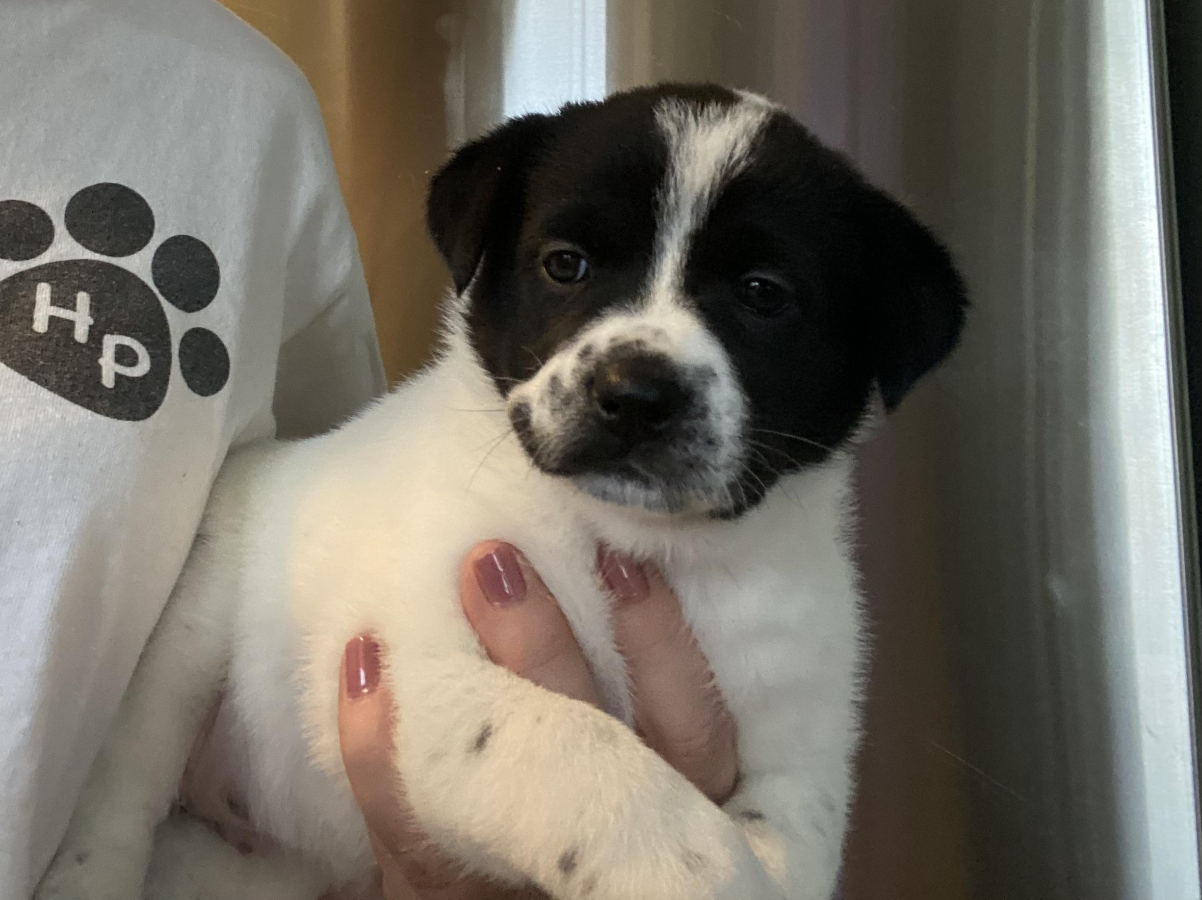 Vera, a Adoptable mixed breed in Manahawkin, NJ image 1/2