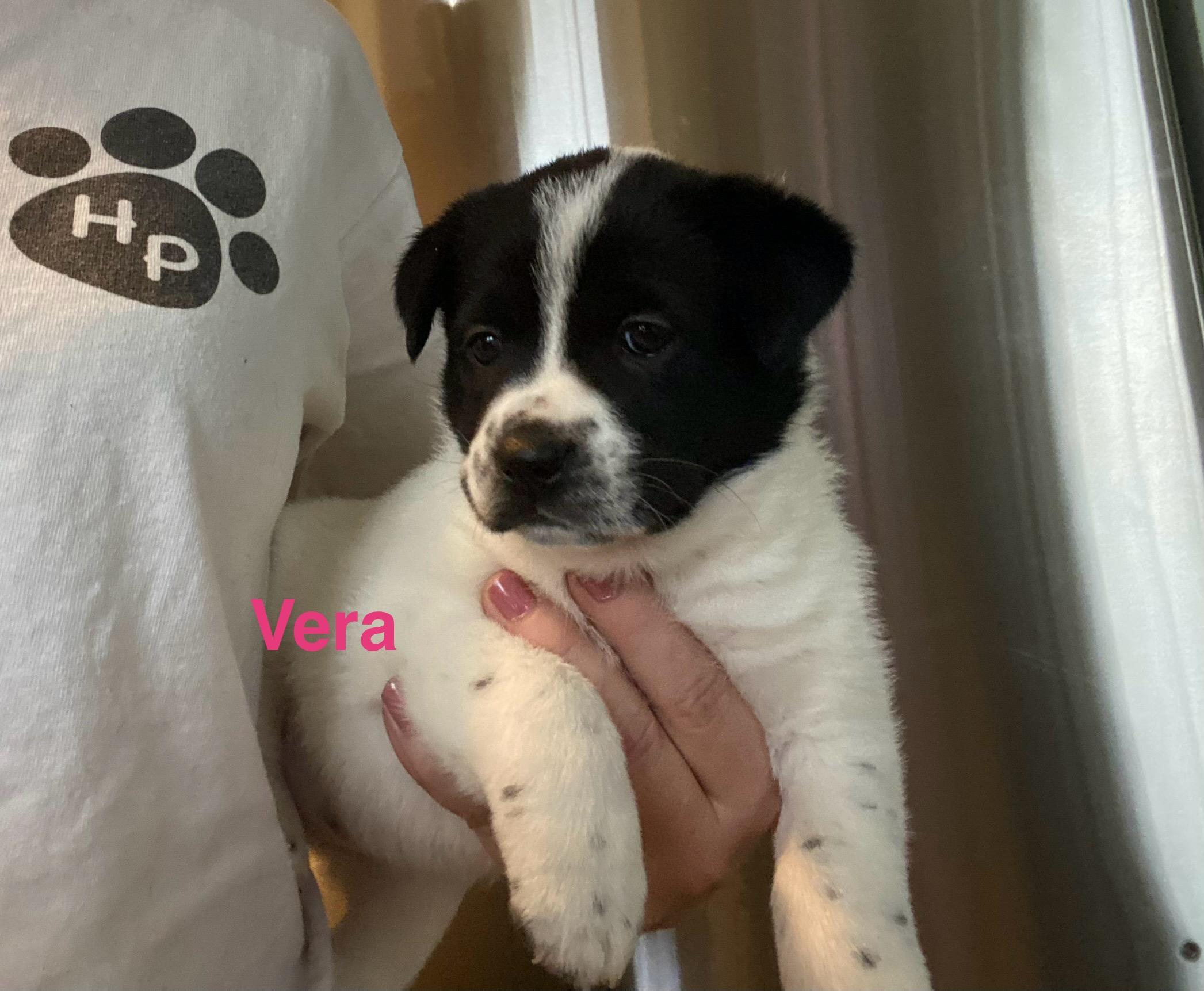 Vera, a Adoptable mixed breed in Manahawkin, NJ image 2/2