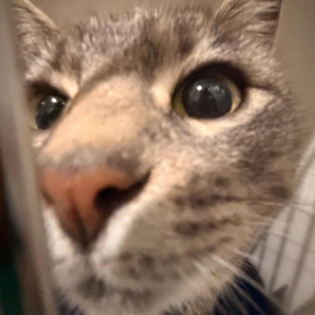 Yari, Adoptable, Young Female Domestic Short Hair.