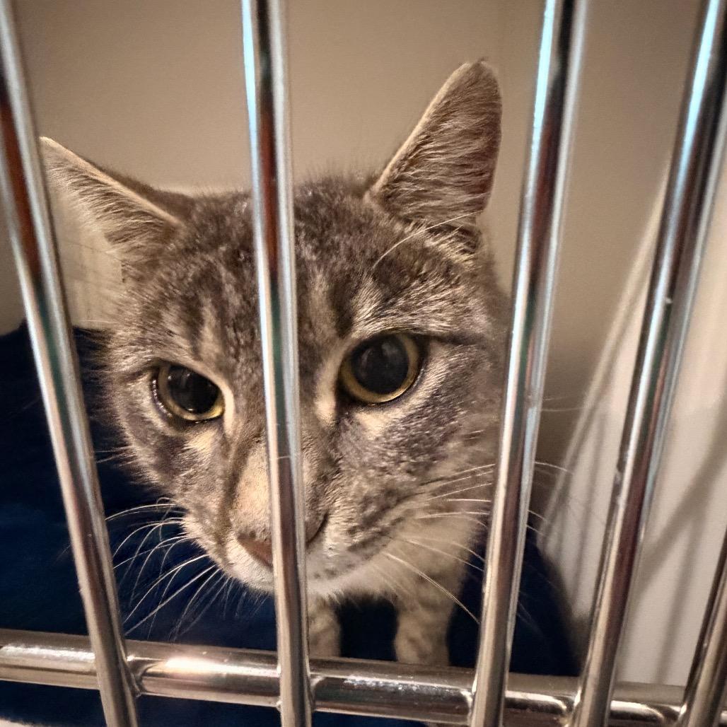 Enlarge Yari, a Adoptable Domestic Short Hair in Sequim, WA image 2/6