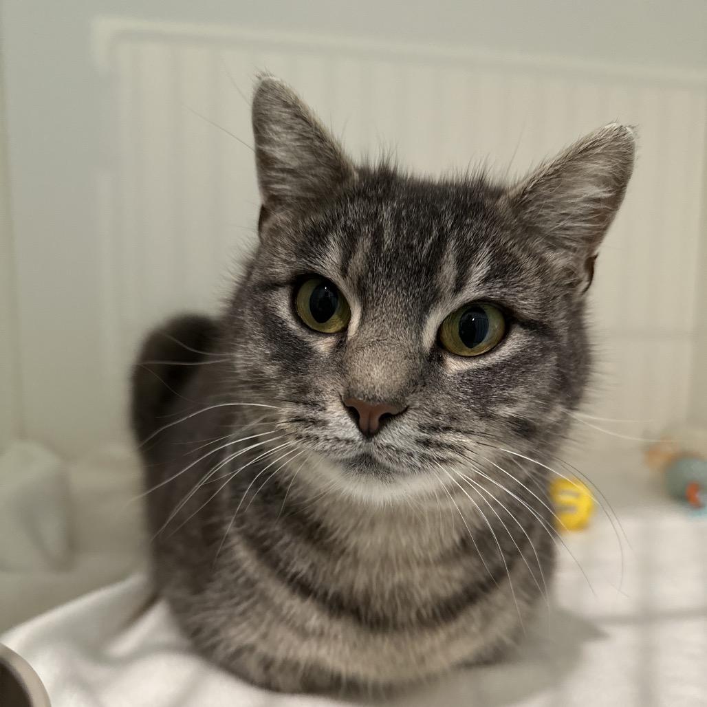 Enlarge Yari, a Adoptable Domestic Short Hair in Sequim, WA image 3/6