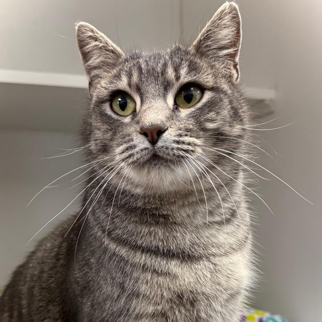 Enlarge Yari, a Adoptable Domestic Short Hair in Sequim, WA image 5/6