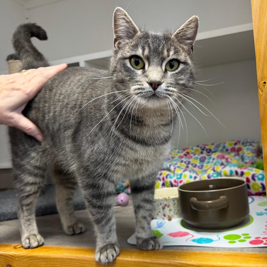 Yari, Adoptable, Young Female Domestic Short Hair.